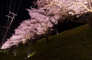 桜並木ライトアップの写真