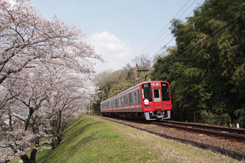九度山駅～学文路駅桜並木の写真
