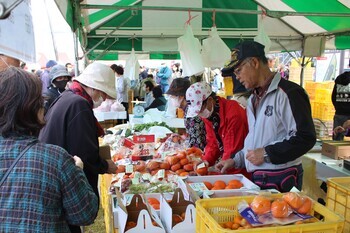 富有柿販売
