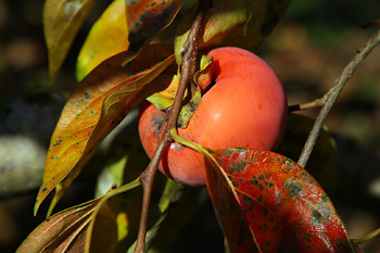柿の木オーナー 九度山町の観光